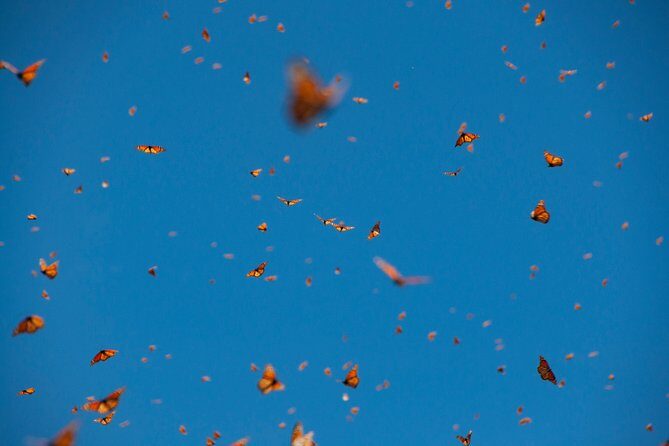 Monarch Butterfly Tour (Departing from Morelia) - The hike, horses, and the altitude reality check
