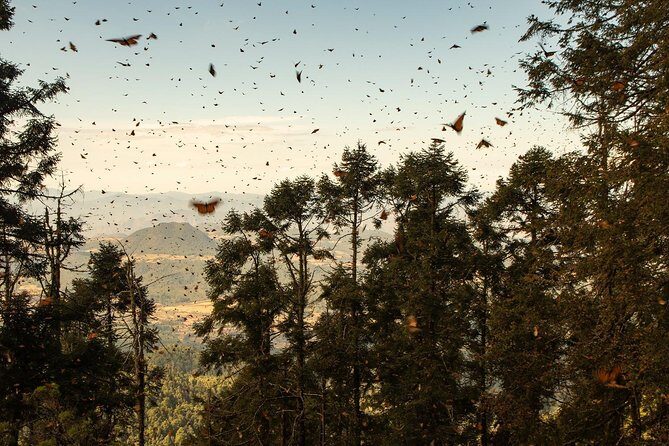 Monarch Butterfly Tour (Departing from Morelia) - Rodrigo’s guide skills: what you gain beyond spotting butterflies