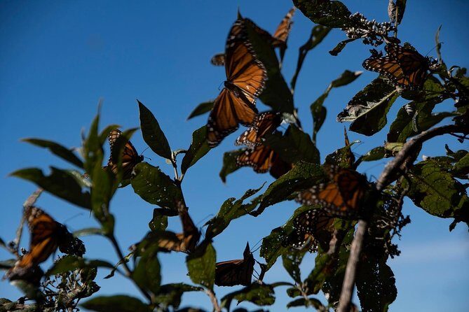 Monarch Butterfly Tour (Departing from Morelia) - Food, water, and camera gear: what’s included versus extra costs