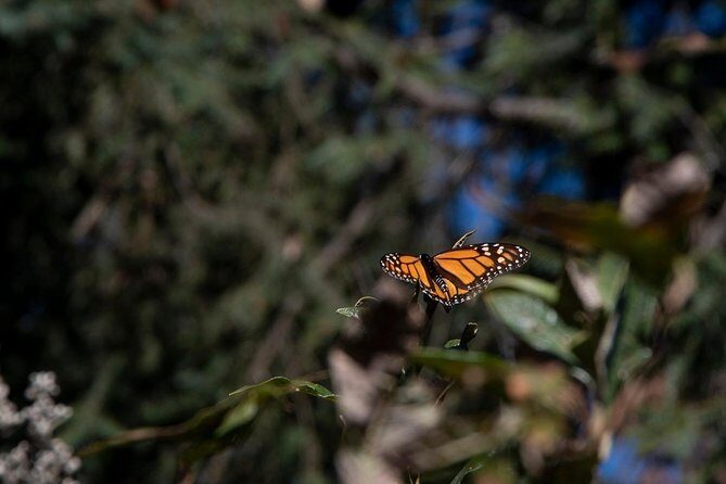 Monarch Butterfly Tour (Departing from Morelia) - The full day timeline: how long it lasts and how you get it back