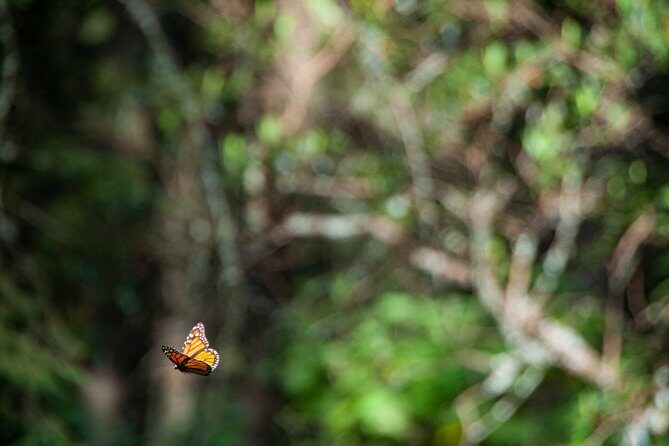 Monarch Butterfly Tour (Departing from Morelia) - Weather matters more than you think