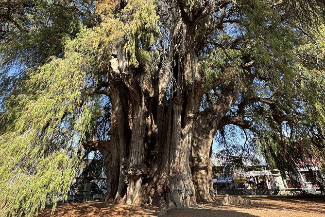Monte Alban, Mezcal, Tule Tree and Wool Mats Tour - Who should choose this tour, and who should skip it