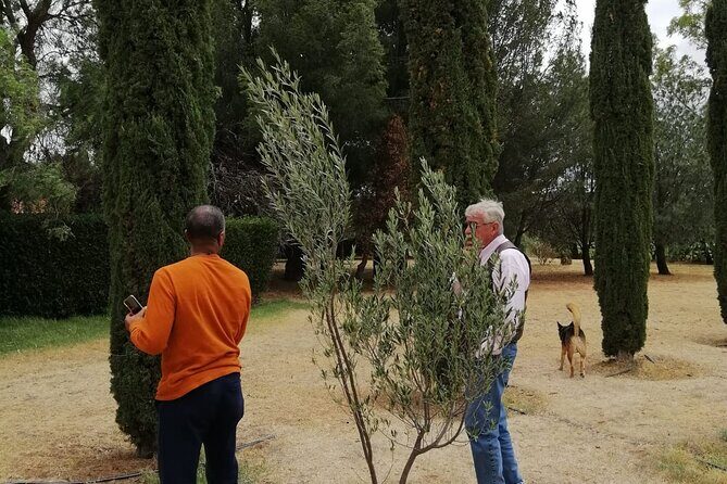 Morning Tour and Olive product tasting - Key highlights you’ll remember