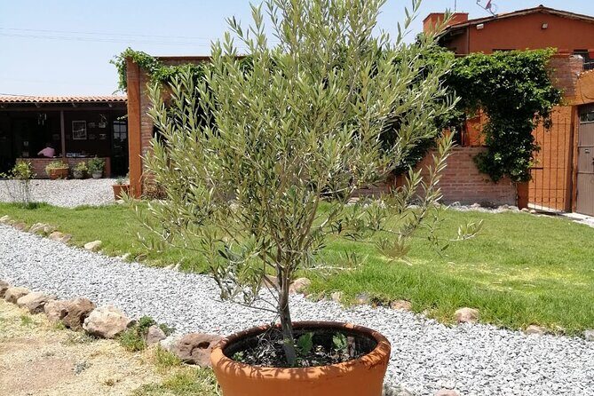 Morning Tour and Olive product tasting - The 5-course farm lunch (and how to order it)