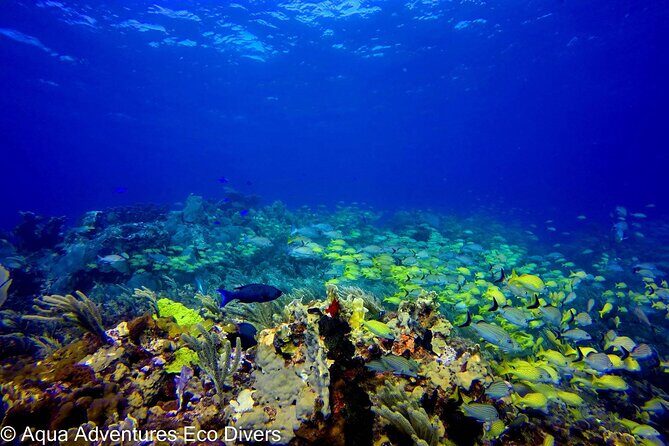 MUSA Museum and Colorful Reef 2 Tank Dive-Certified Divers - MUSA and Manchones: Why This Two-Tank Setup Works