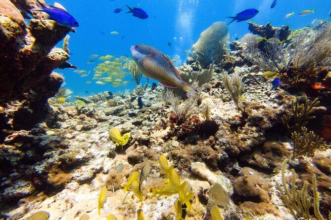 MUSA Museum and Colorful Reef 2 Tank Dive-Certified Divers - What You’ll Likely See: Fish, Rays, Turtles, and More