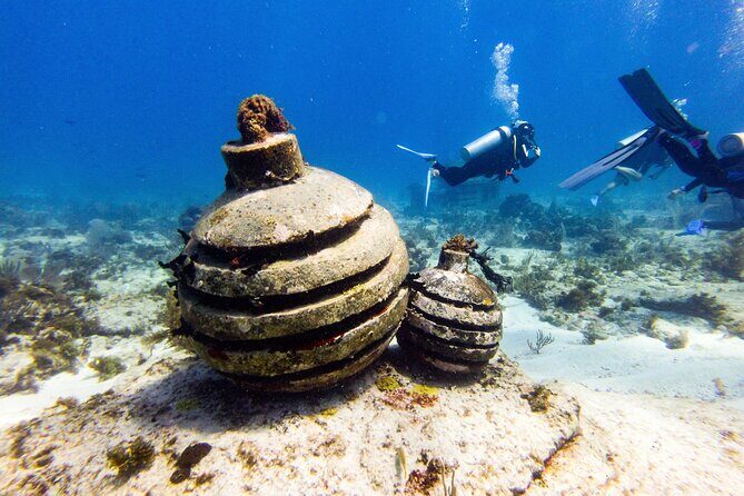 MUSA Museum and Colorful Reef 2 Tank Dive-Certified Divers - Price and Value: What You Pay for (and What You Don’t)