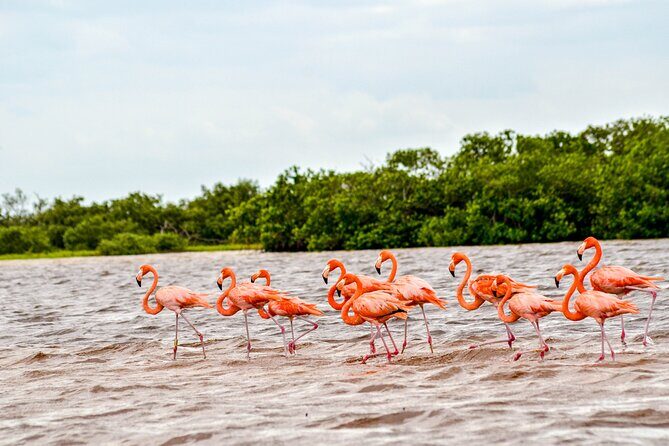 Nature tour by boat in the Natural Reserve in Río Lagartos - Key highlights before you go