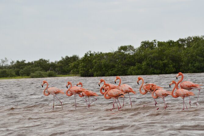 Nature tour by boat in the Natural Reserve in Río Lagartos - Meeting point and departure rhythm (and how to not get tricked by chaos)