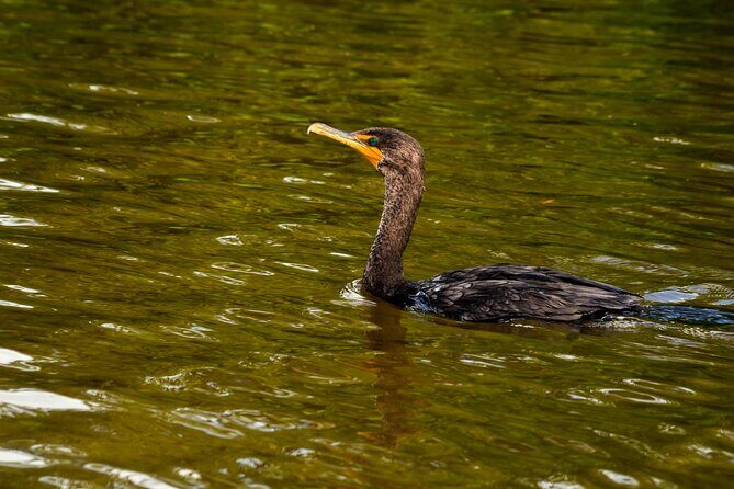 Nature tour by boat in the Natural Reserve in Río Lagartos - Mud/clay on your skin, then a virgin beach rinse or swim