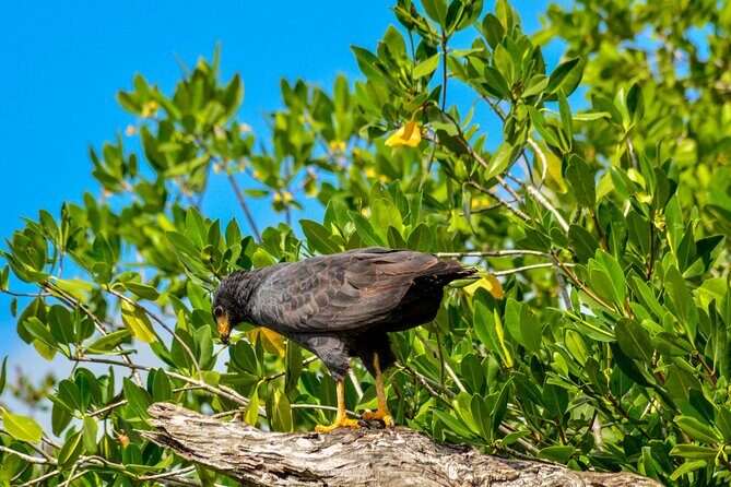 Nature tour by boat in the Natural Reserve in Río Lagartos - Wildlife beyond flamingos: crocodiles, pelicans, and more on one ride