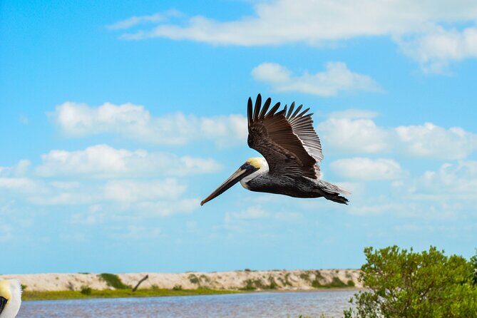 Nature tour by boat in the Natural Reserve in Río Lagartos - Should you book this Río Lagartos boat tour?