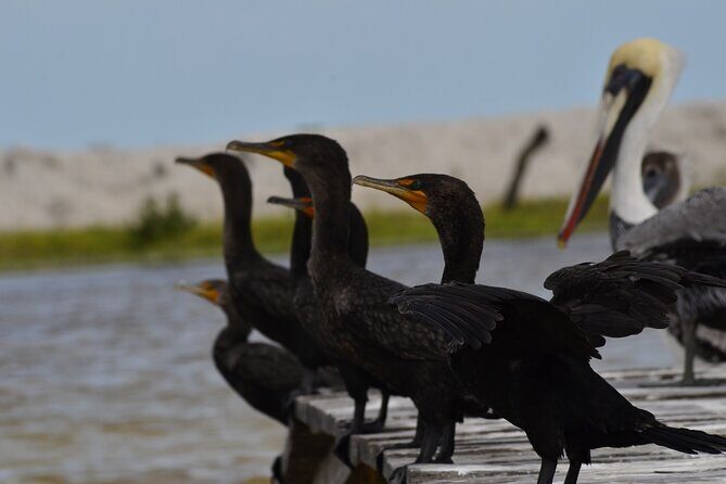 Nature tour by boat in the Natural Reserve in Río Lagartos - FAQ