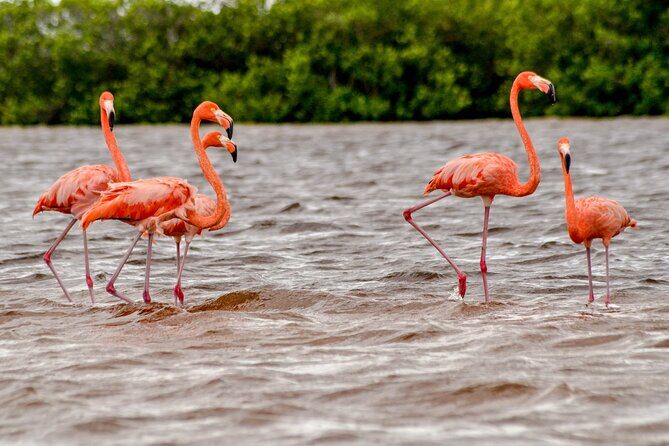 Nature tour by boat in the Natural Reserve in Río Lagartos - Stop 1: Reserva de la Biosfera Ría Lagartos and flamingo feeding-area viewing