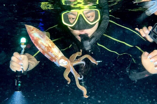 Night Snorkeling - Observation of octopus and other species - What happens at 7:30 pm: your actual night snorkeling flow
