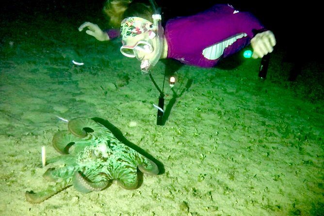 Night Snorkeling - Observation of octopus and other species - The heart of it: shallow water search for octopus and squid