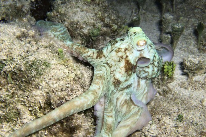 Night Snorkeling - Observation of octopus and other species - How you move at night: team spacing and no-contact observing