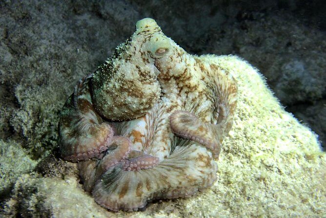 Night Snorkeling - Observation of octopus and other species - The video perk: it helps you remember without reliving the glare