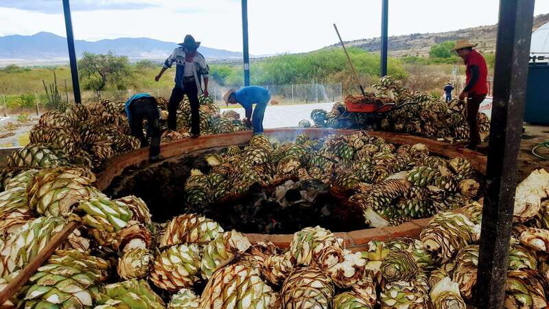 Oaxaca: Mezcal Adventure - Agave plantation time in Santiago Matatlán: the plant lesson that actually sticks