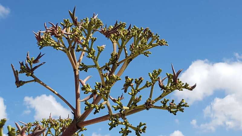 Oaxaca: Mezcal Adventure - Distillery stops: two production styles and the maestros behind them