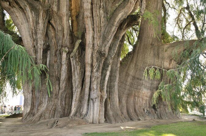 Oaxaca to Tule Tree Bike Tour - 6 hours - Key Things That Make This Tour Worth Your Time