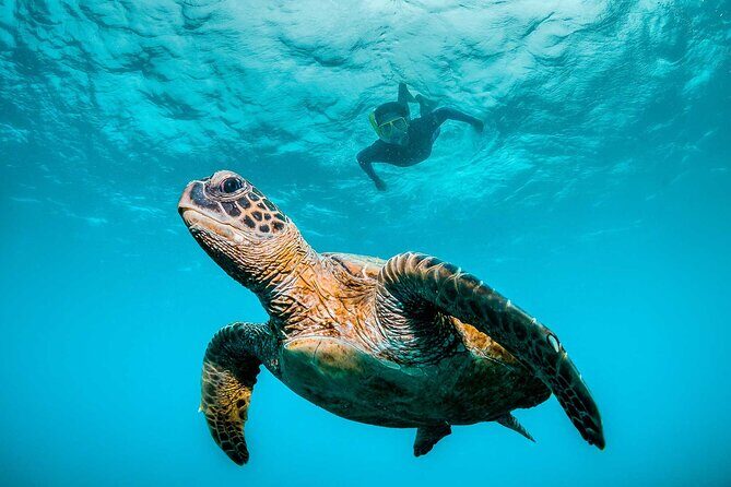 Ocean Eco Adventure with Marine Biologist Guides - Key points before you go