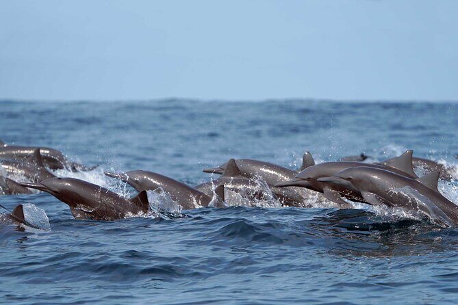 Ocean Eco Adventure with Marine Biologist Guides - Ocean Eco Adventure: a small-boat way to see Huatulco like it matters