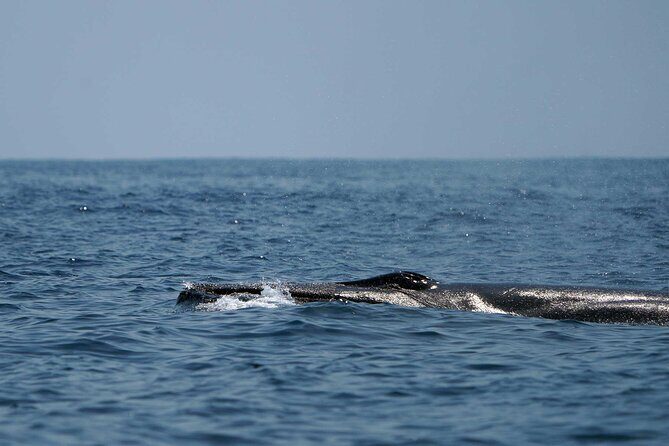Ocean Eco Adventure with Marine Biologist Guides - Huatulco National Park cruising: bays with names you’ll remember