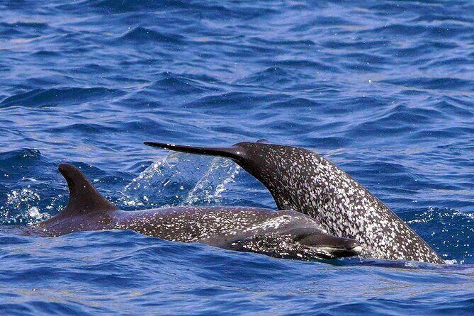 Ocean Eco Adventure with Marine Biologist Guides - Safety and comfort: ladder entry, weight limits, and sea-sickness planning