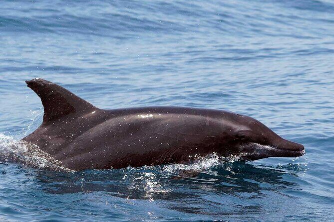 Ocean Eco Adventure with Marine Biologist Guides - Price and extras: is $83.64 a good deal here?