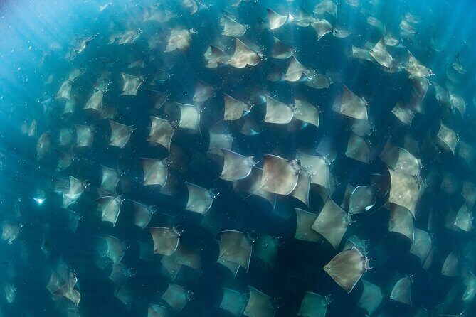 Ocean Safari in San Jose del Cabo - Key highlights (the stuff that matters)
