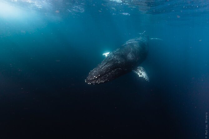 Ocean Safari in San Jose del Cabo - Ocean-Safari Feel: small boat, flexible route, real wildlife searching