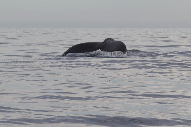 Ocean Safari in San Jose del Cabo - Wildlife searching in action: dolphins, rays, turtles, whales, and more