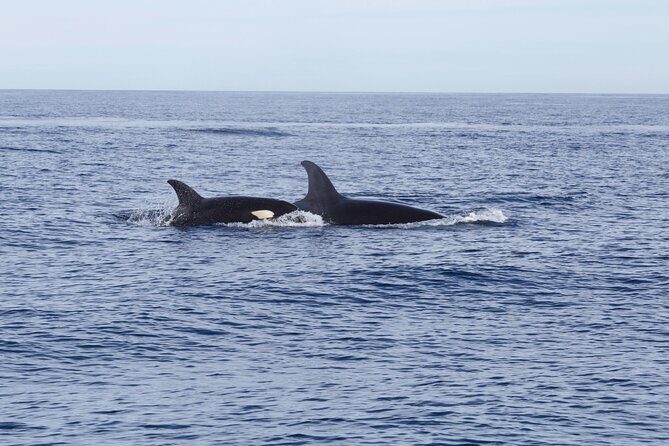 Ocean Safari in San Jose del Cabo - Crew style and small-group advantage: easier watching, better help