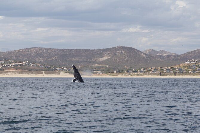 Ocean Safari in San Jose del Cabo - What should you bring for this Ocean Safari day?