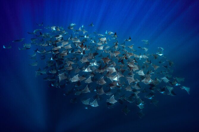 Ocean Safari: Sea Lions, Mobula Rays, Dolphins, Orcas & Whales - Key Things to Know Before You Go