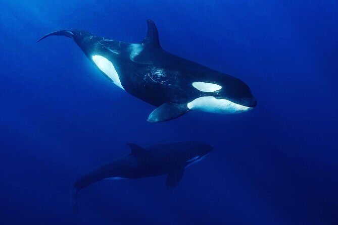 Ocean Safari: Sea Lions, Mobula Rays, Dolphins, Orcas & Whales - La Ventana at 8:00 am: the panga setup that matters