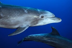 Ocean Safari: Sea Lions, Mobula Rays, Dolphins, Orcas & Whales - Who this tour suits best: boat watchers vs. swimmers