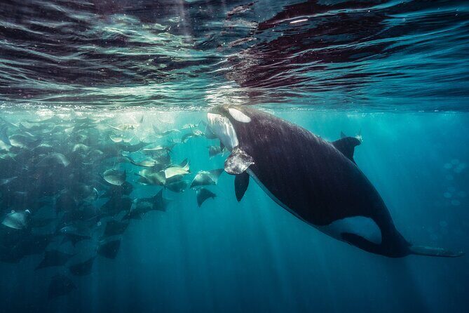 Ocean Safari: Sea Lions, Mobula Rays, Dolphins, Orcas & Whales - Snorkeling equipment and the included lunch (practical wins)