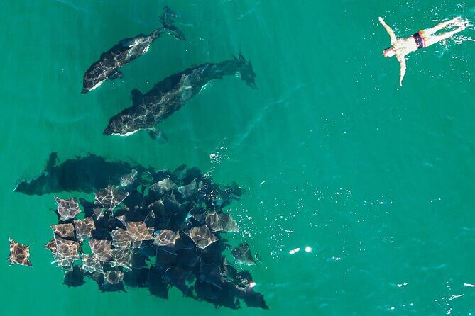 Ocean Safari: Sea Lions, Mobula Rays, Dolphins, Orcas & Whales - The mobula rays moment: huge schools are the real star