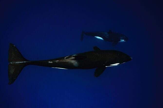 Ocean Safari: Sea Lions, Mobula Rays, Dolphins, Orcas & Whales - Dolphins and orcas: how to think about closeness without chasing it