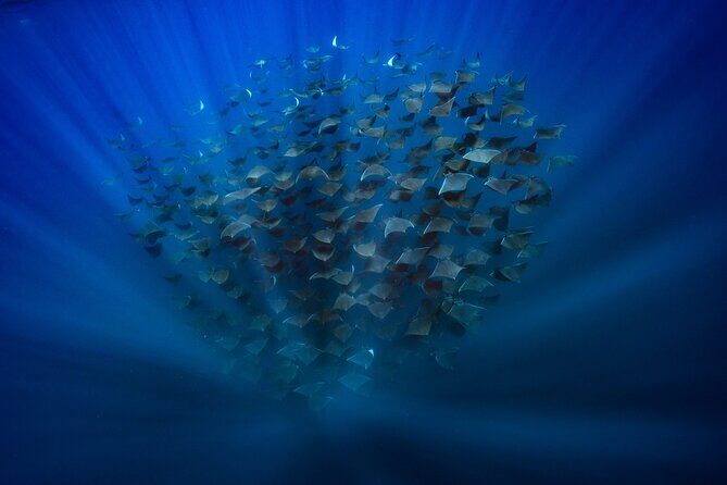 Ocean Safari: Sea Lions, Mobula Rays, Dolphins, Orcas & Whales - Whale sightings: from humpbacks to blue, with no guarantees