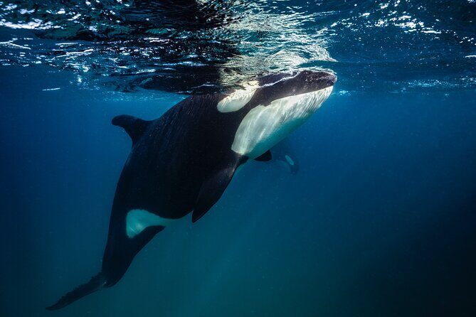 Ocean Safari: Sea Lions, Mobula Rays, Dolphins, Orcas & Whales - Safety and animal stewardship: the vibe that shows up in good guides