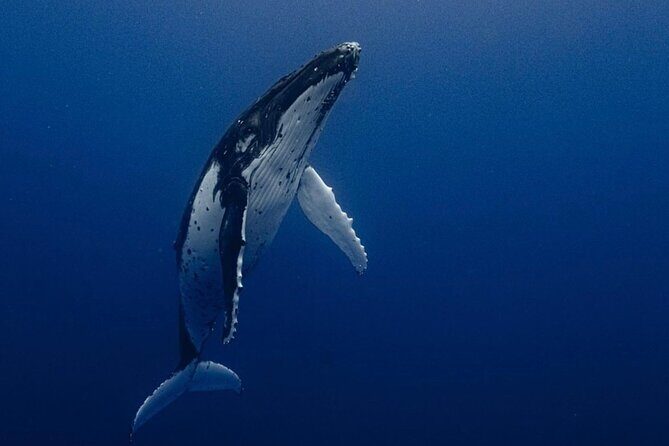 Ocean Safari Tour in Cabo San Lucas - Key Things That Make This Ocean Safari Worth It
