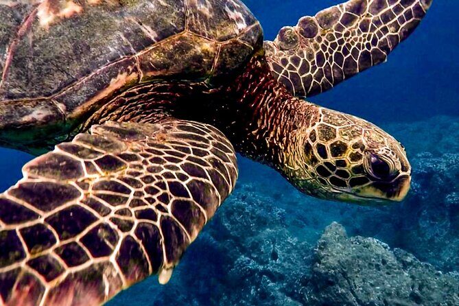 Ocean Safari Tour in Cabo San Lucas - Ocean Safari in Cabo San Lucas: What the Experience Actually Feels Like