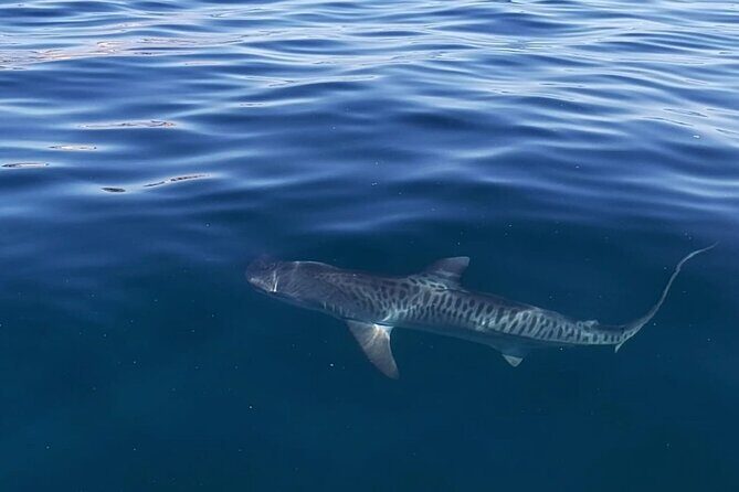 Ocean Safari Tour in Cabo San Lucas - The Boat Search: Whales, Orcas, Dolphins, Sea Lions, and More