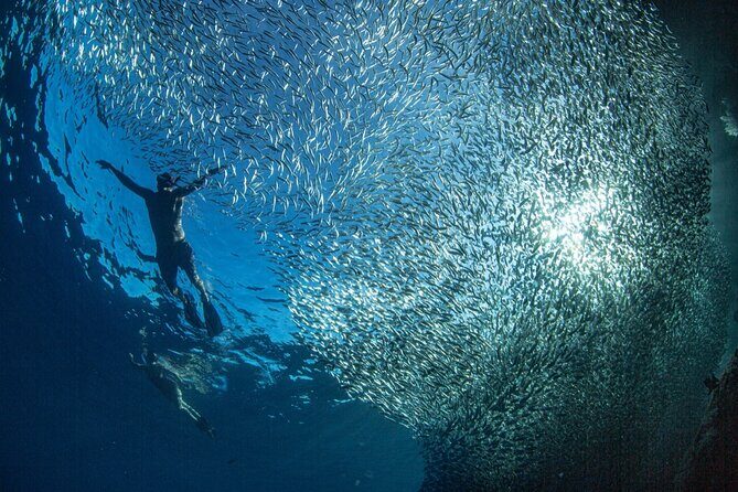 Ocean Safari Tour in Cabo San Lucas - Photo Stops That Actually Help (Instead of Just Watching From Afar)