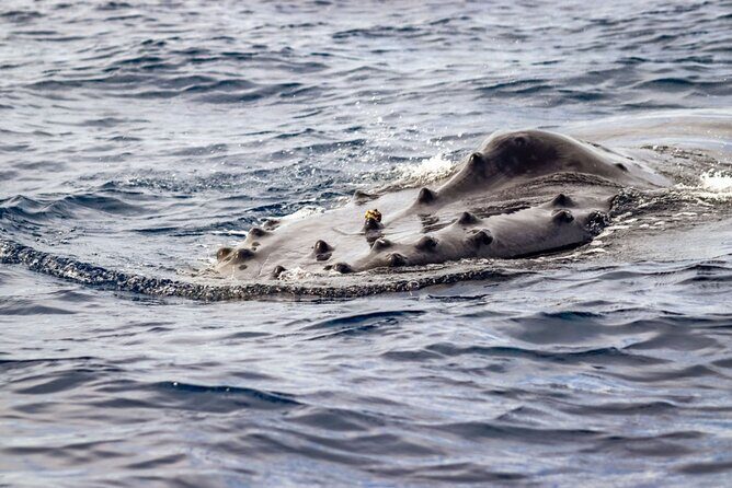 Ocean Safari Tour in Cabo San Lucas - Snorkeling Equipment Included: What You Need to Know Before You Get Wet