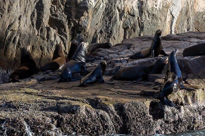 Ocean Safari Tour in Cabo San Lucas - Ocean Conditions, Safety, and a Small 14-Person Group