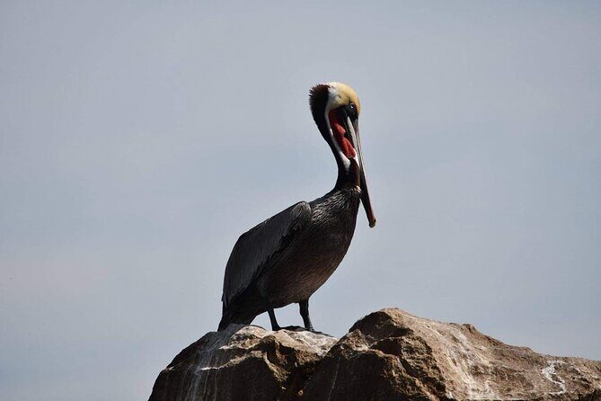 Ocean Safari Tour in Cabo San Lucas - Value: Why the $208.97 Price Can Make Sense